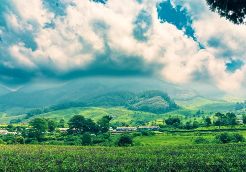 Green tea gardens and hills under a cloudy sky in Northeast India