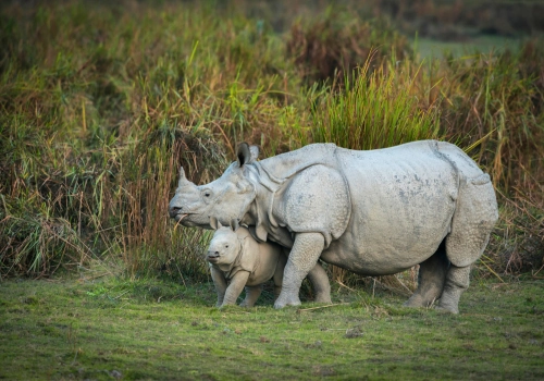 One-horned rhinoceros with calf in Kaziranga National Park, Assam